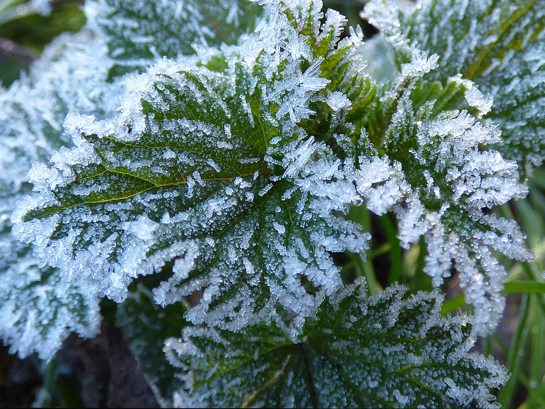 Vert de Cristal
